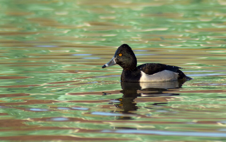 Water bird green river