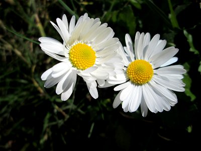 Gänseblümchen (Bellis perennis) an der Saar in Saarbrücken
