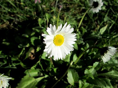 Gänseblümchen (Bellis perennis) an der Saar in Saarbrücken