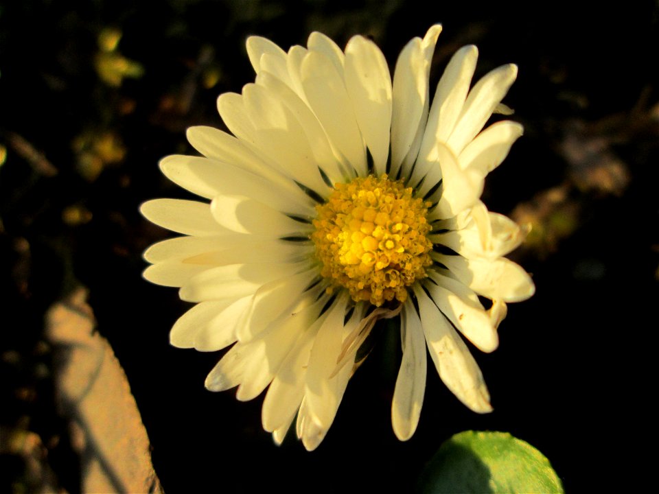 Gänseblümchen (Bellis perennis) in Hockenheim
