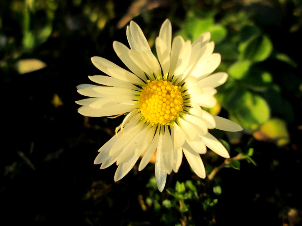 Gänseblümchen (Bellis perennis) in Hockenheim