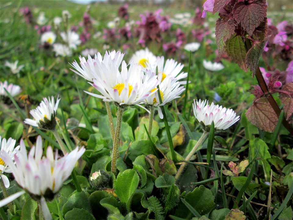 Gänseblümchen (Bellis perennis) Gartenschaupark in Hockenheim