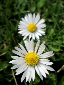 Gänseblümchen (Bellis perennis) Gartenschaupark in Hockenheim