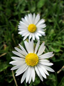 Gänseblümchen (Bellis perennis) Gartenschaupark in Hockenheim photo