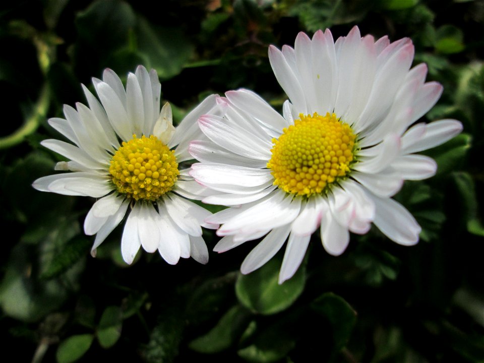 Gänseblümchen (Bellis perennis) Gartenschaupark in Hockenheim