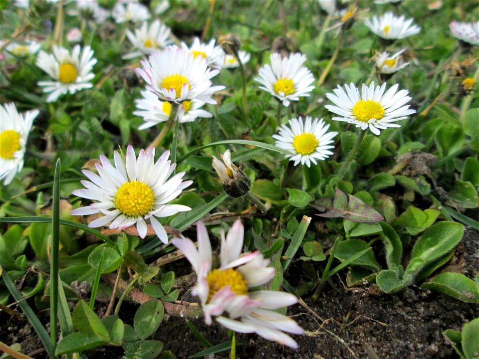 Gänseblümchen (Bellis perennis) Gartenschaupark in Hockenheim