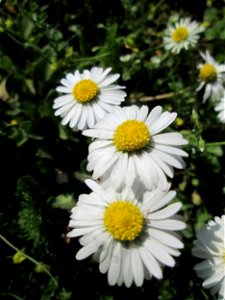 Gänseblümchen (Bellis perennis) im Gartenschaupark Hockenheim