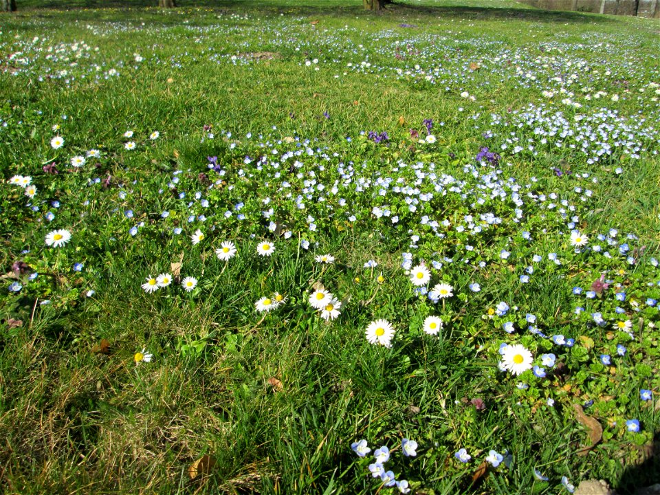 Gänseblümchen (Bellis perennis) nebst Ehrenpreis, Taubnesseln und Duftveilchen im Gartenschaupark in Hockenheim - die Wiese im südlichen Teil des Parks ist gegenwärtig übersät mit tausenden Wildblumen