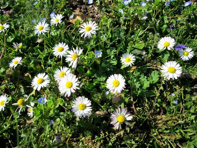 Gänseblümchen (Bellis perennis) im Gartenschaupark in Hockenheim - die Wiese im südlichen Teil des Parks ist gegenwärtig übersät mit tausenden Wildblumen