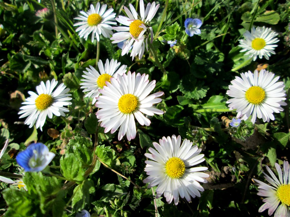 Gänseblümchen (Bellis perennis) im Gartenschaupark in Hockenheim - die Wiese im südlichen Teil des Parks ist gegenwärtig übersät mit tausenden Wildblumen