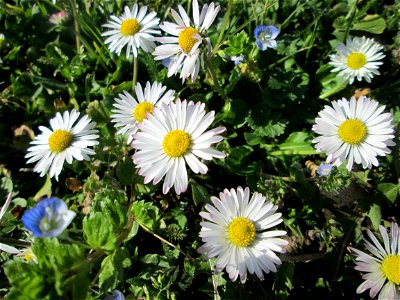 Gänseblümchen (Bellis perennis) im Gartenschaupark in Hockenheim - die Wiese im südlichen Teil des Parks ist gegenwärtig übersät mit tausenden Wildblumen