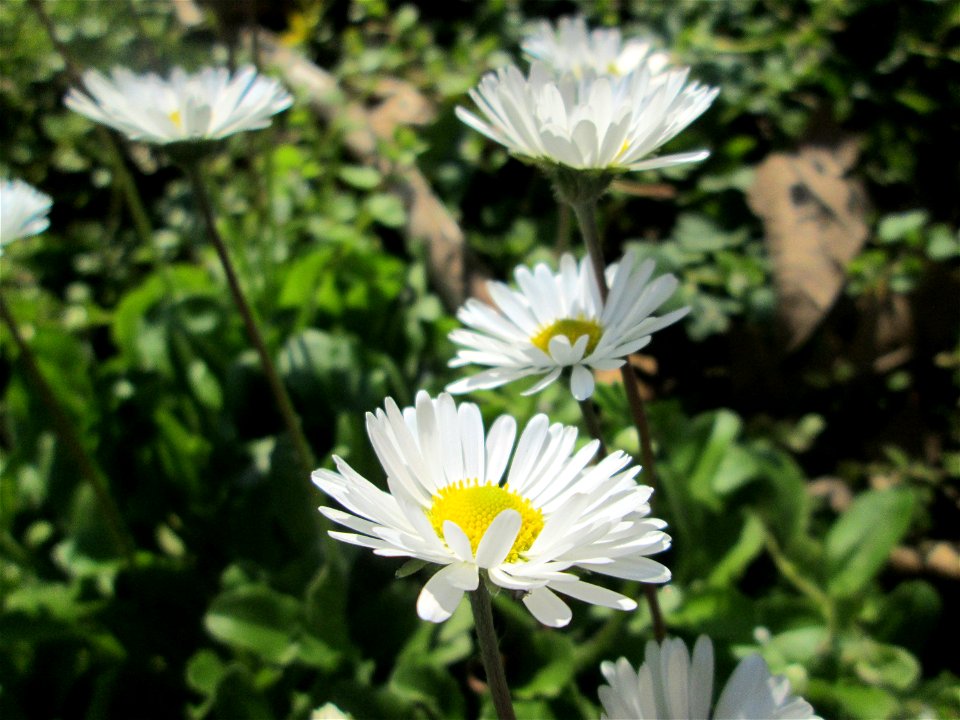 Gänseblümchen (Bellis perennis) an der Saar in Saarbrücken