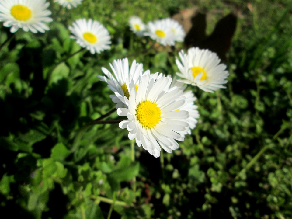 Gänseblümchen (Bellis perennis) an der Saar in Saarbrücken
