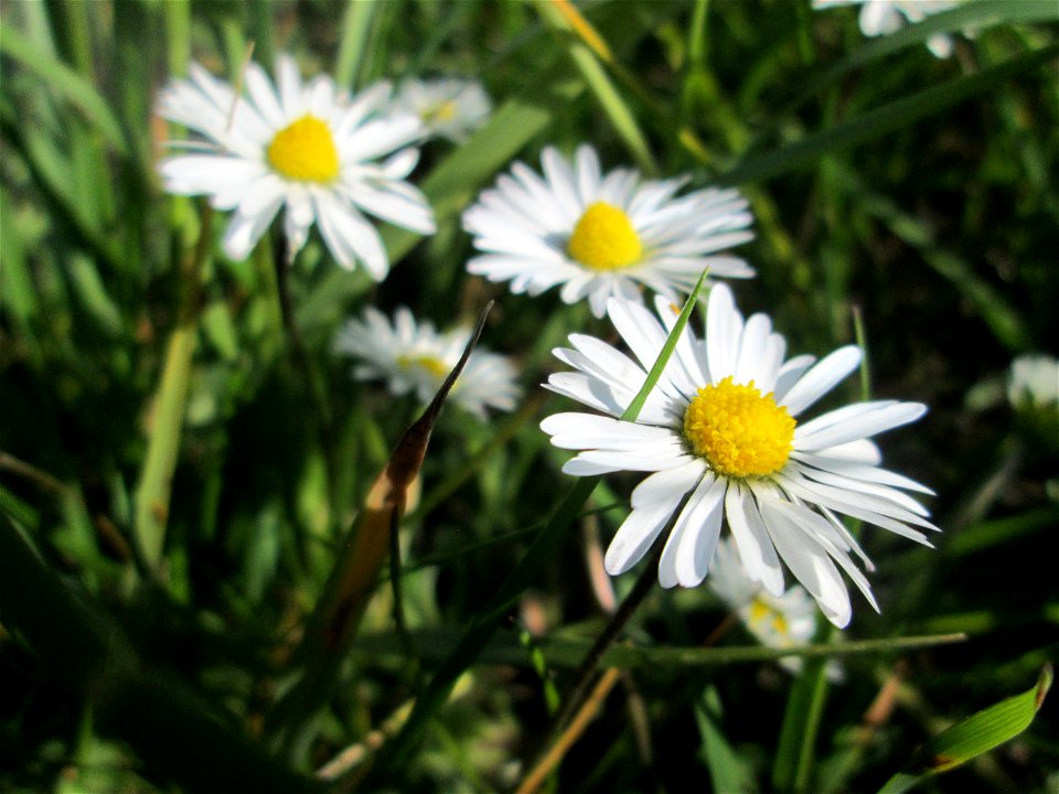 Gänseblümchen (Bellis perennis) im Naturschutzgebiet „Bachwiesen/Leopoldswiesen“ im Hockenheimer Rheinbogen