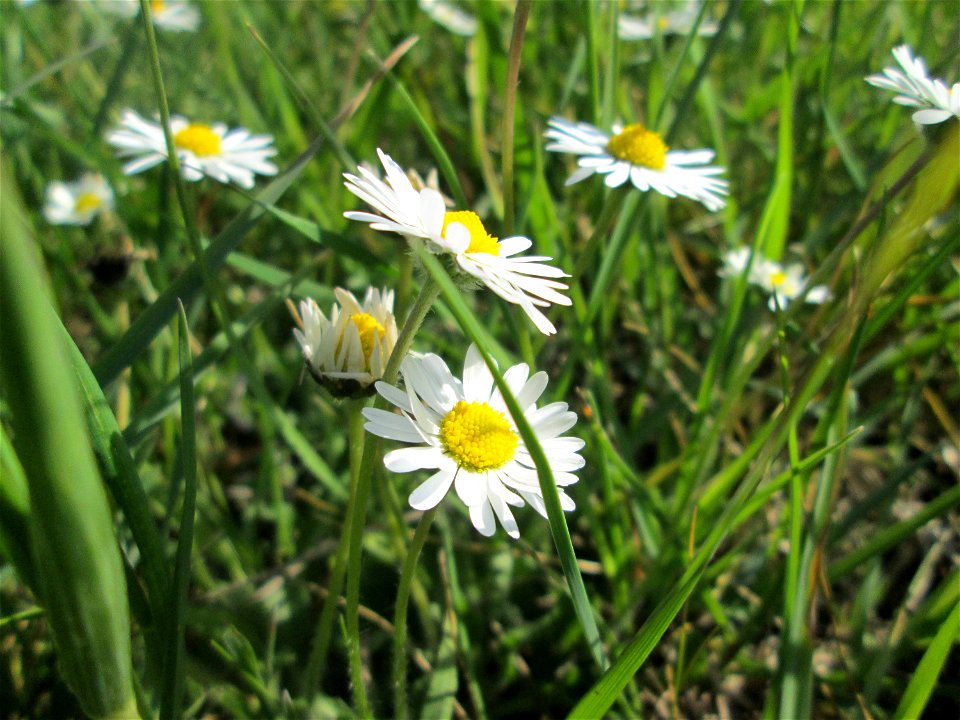 Gänseblümchen (Bellis perennis) im Naturschutzgebiet „Bachwiesen/Leopoldswiesen“ im Hockenheimer Rheinbogen