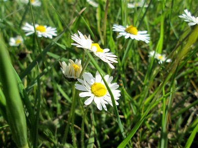 Gänseblümchen (Bellis perennis) im Naturschutzgebiet „Bachwiesen/Leopoldswiesen“ im Hockenheimer Rheinbogen