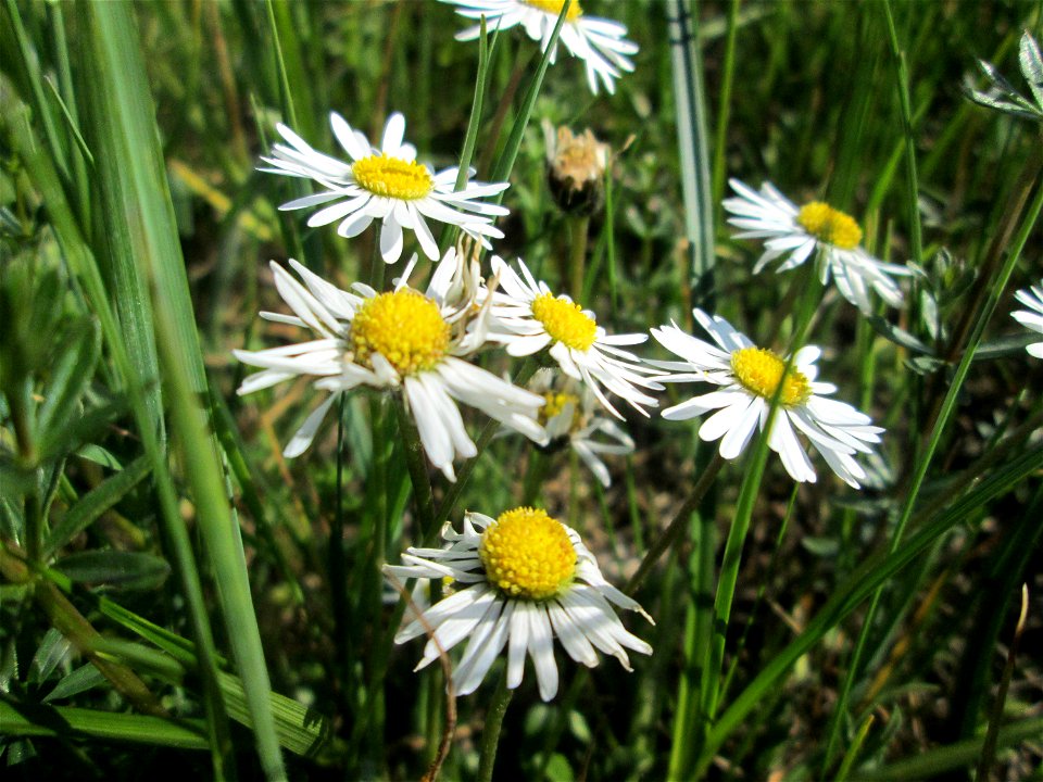 Gänseblümchen (Bellis perennis) im Naturschutzgebiet „Bachwiesen/Leopoldswiesen“ im Hockenheimer Rheinbogen