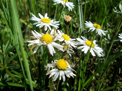 Gänseblümchen (Bellis perennis) im Naturschutzgebiet „Bachwiesen/Leopoldswiesen“ im Hockenheimer Rheinbogen