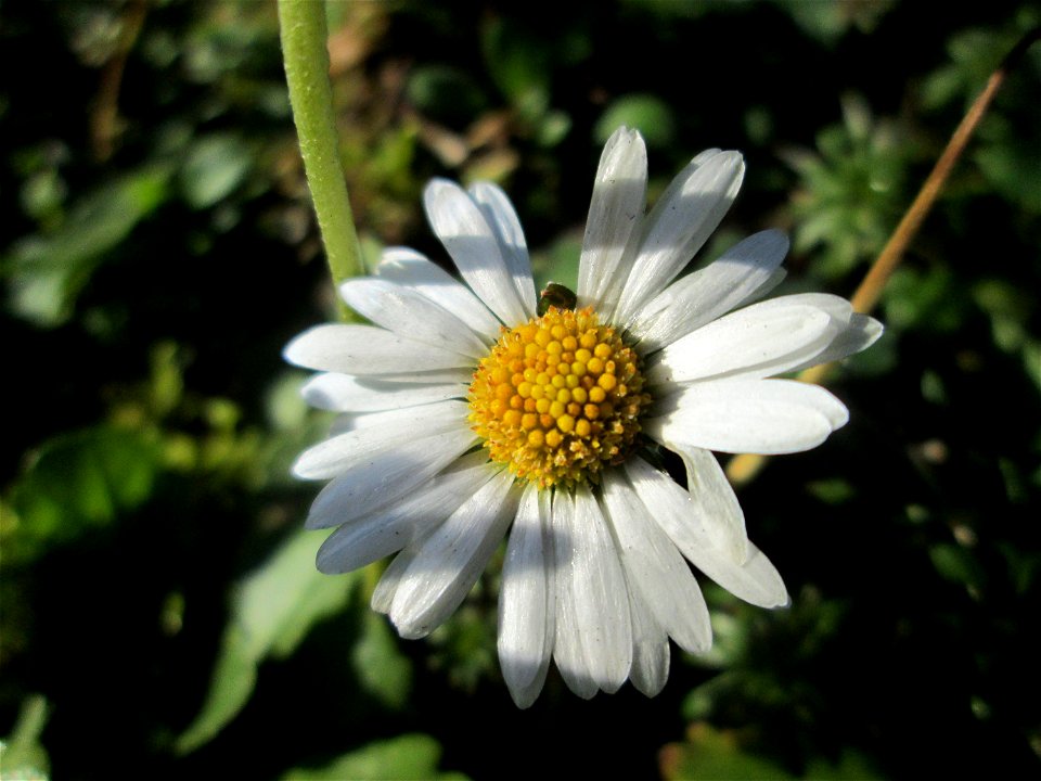 Gänseblümchen (Bellis perennis) am Globus-Parkplatz in Güdingen