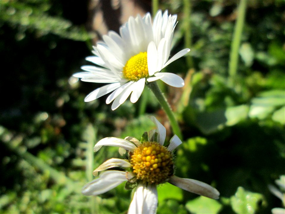 Gänseblümchen (Bellis perennis) am Globus-Parkplatz in Güdingen