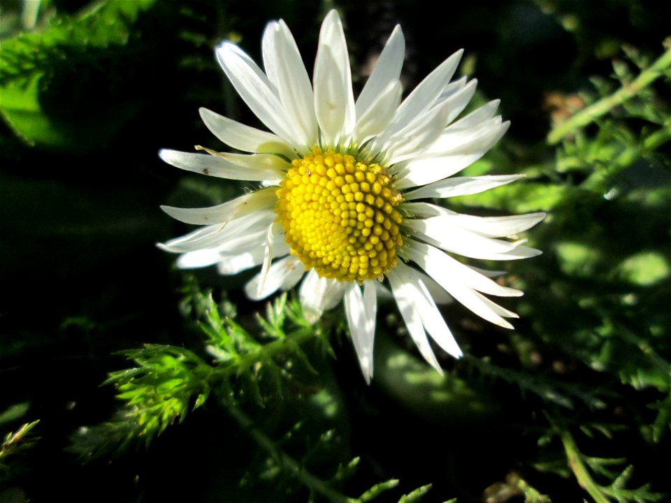 Gänseblümchen (Bellis perennis) am Eschberg in Saarbrücken