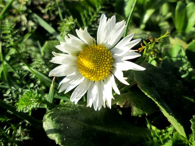 Gänseblümchen (Bellis perennis) am Eschberg in Saarbrücken photo