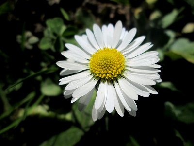 Gänseblümchen (Bellis perennis) in der ehem. Bismarck-Anlage in Sankt Arnual