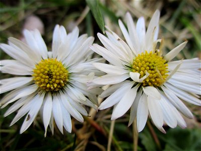 Gänseblümchen (Bellis perennis) in Brebach