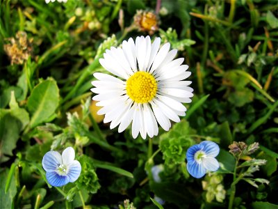 A daisy and two blue flowers photo