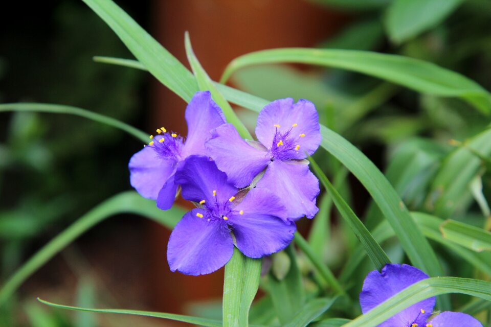 Color purple flowers garden