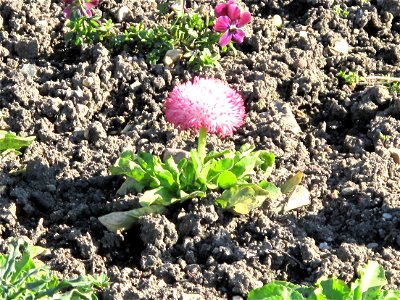 Bellis perennis série 'Habanera' in the Jardin des Plantes in Paris. Identified by its botanic label.