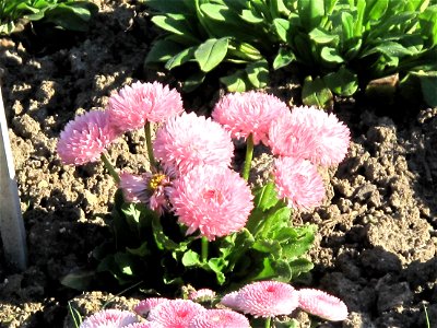 Bellis perennis série 'Habanera' in the Jardin des Plantes in Paris. Identified by its botanic label.