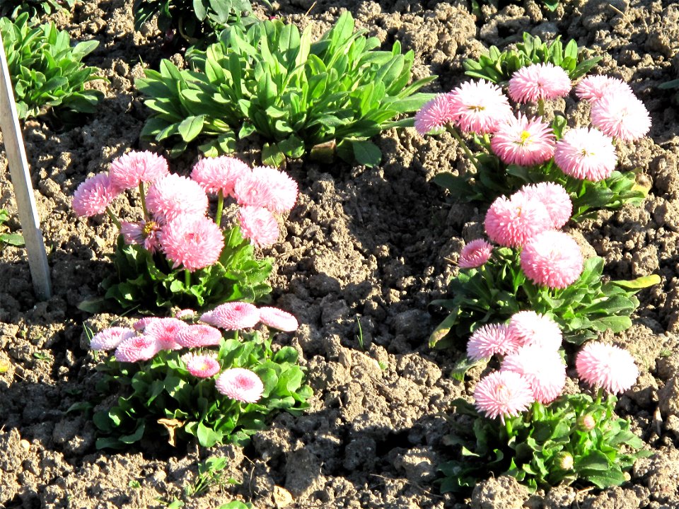 Bellis perennis série 'Habanera' in the Jardin des Plantes in Paris. Identified by its botanic label.
