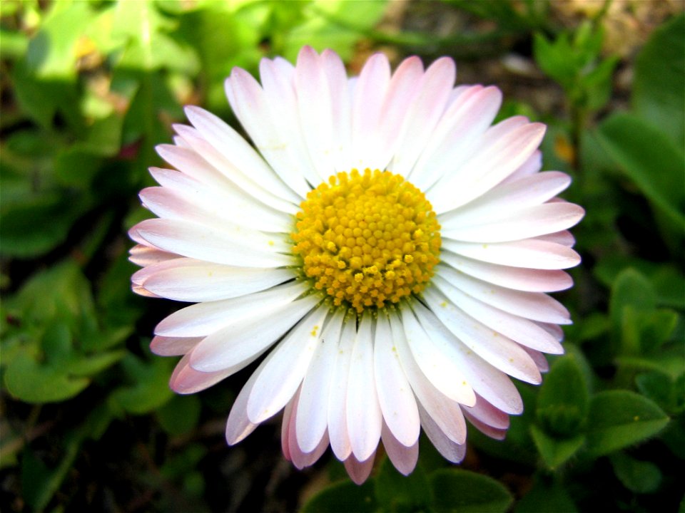 The flower bellis perennis