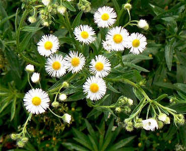 Daisies at Chalco Hills Recreation Area photo