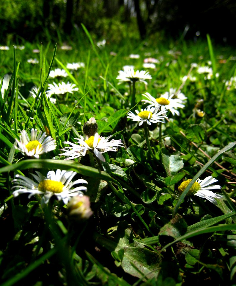 Common daisies (Bellis perennis), close-up.
