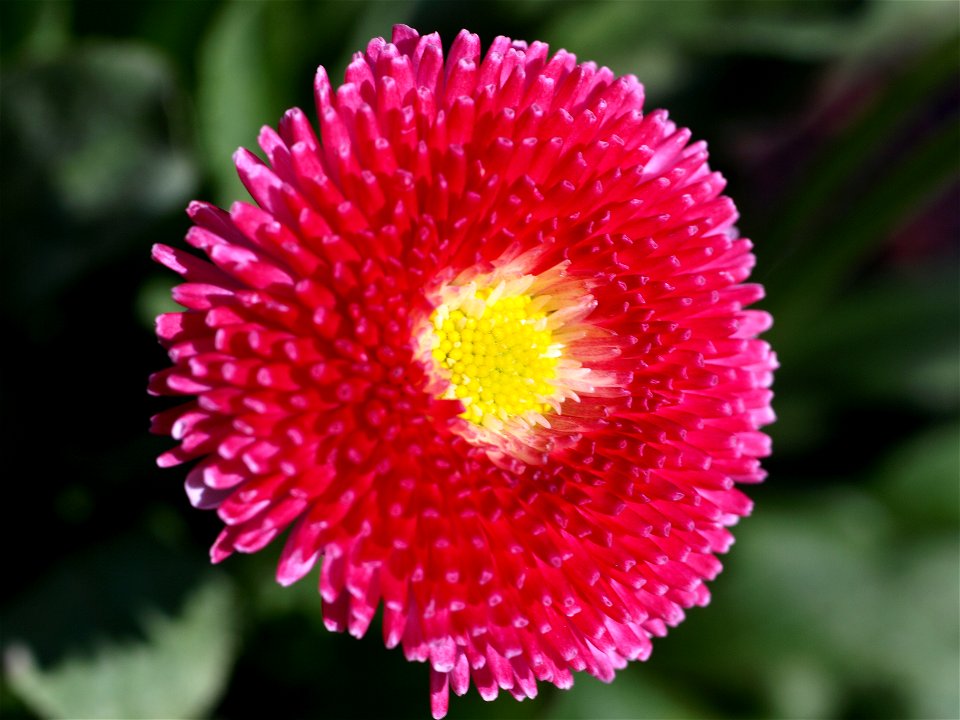 Bellis perennis cultivar in Cloppenburg, Germany.