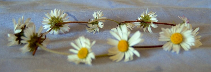 Summary A daisy chain made out of daisies (Bellis perennis) photo