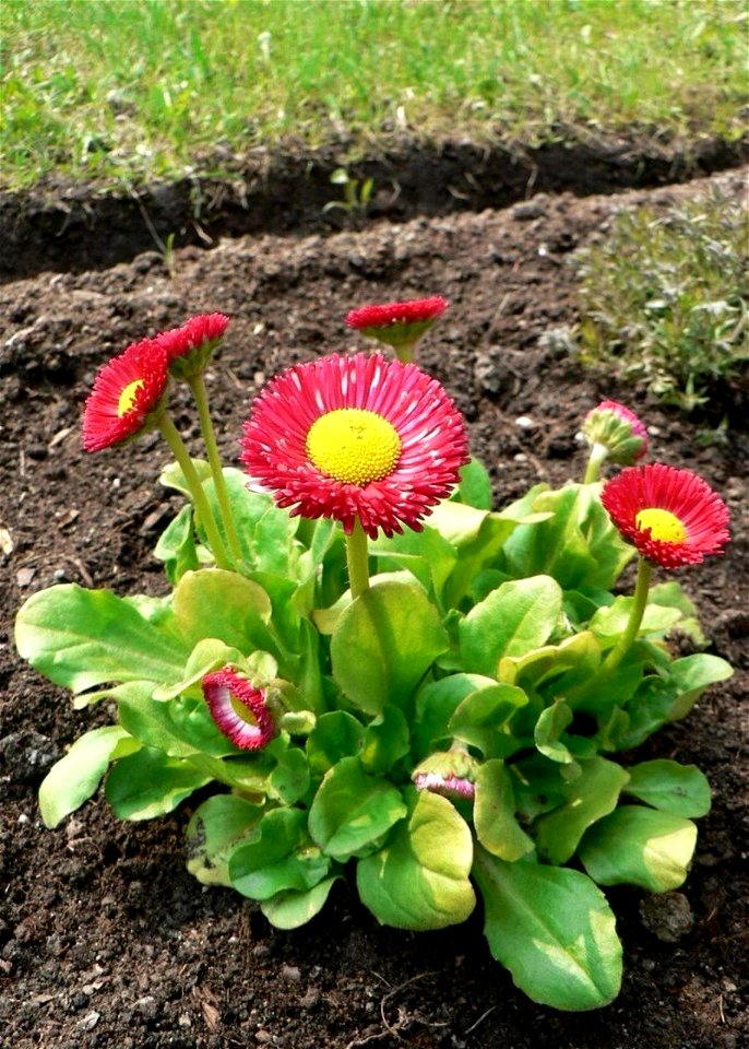 Image title: Daisy red yellow
Image from Public domain images website, http://www.public-domain-image.com/full-image/flora-plants-public-domain-images-pictures/flowers-public-domain-images-pictures/da