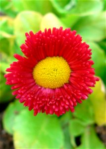 Image title: Daisy yellow red close up Image from Public domain images website, http://www.public-domain-image.com/full-image/flora-plants-public-domain-images-pictures/flowers-public-domain-images-pi photo