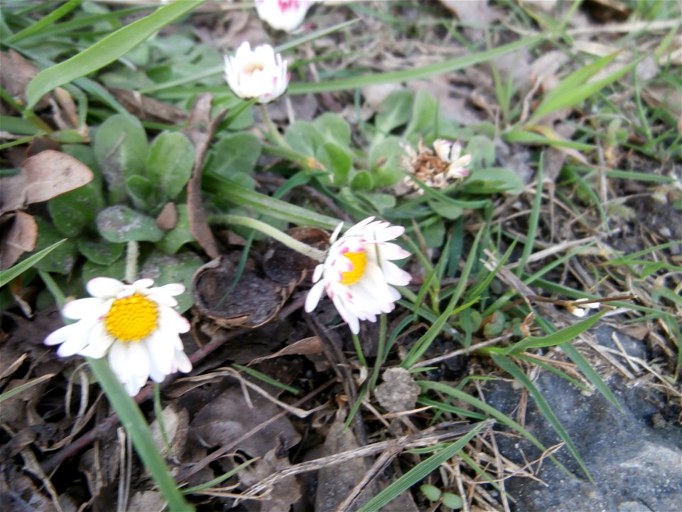 daisy flower (Germany Spring 2014]