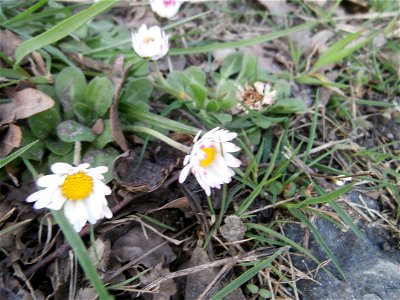 daisy flower (Germany Spring 2014]