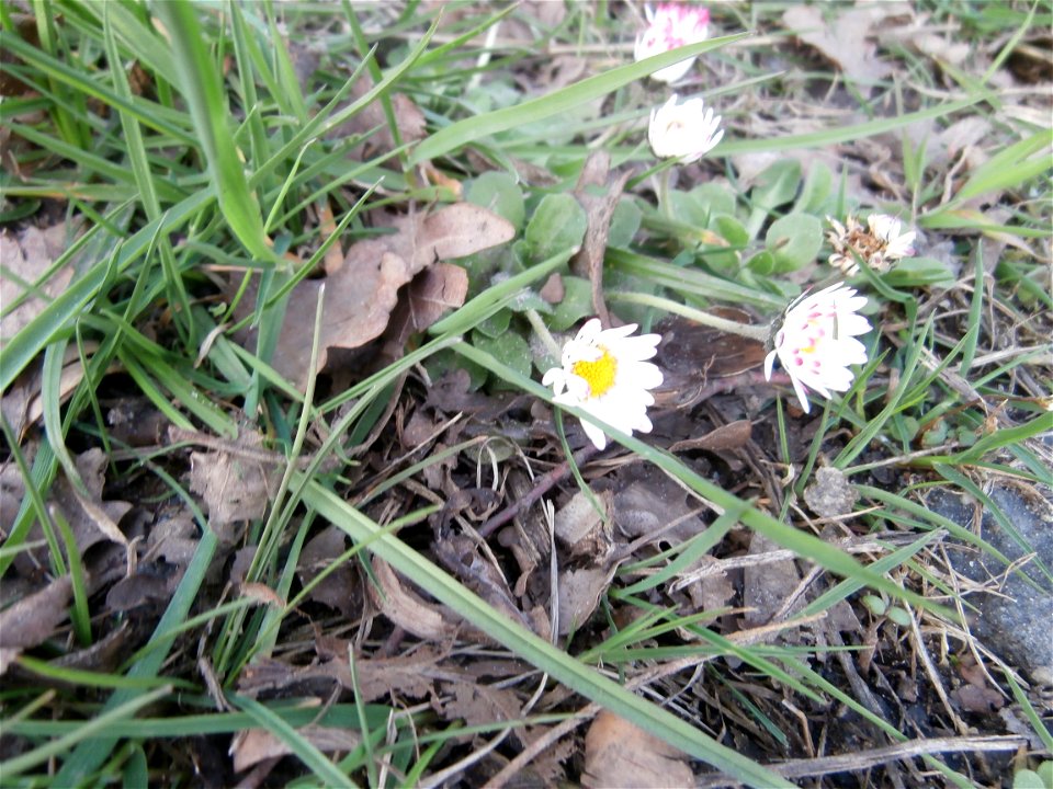 daisy flower (Germany Spring 2014]
