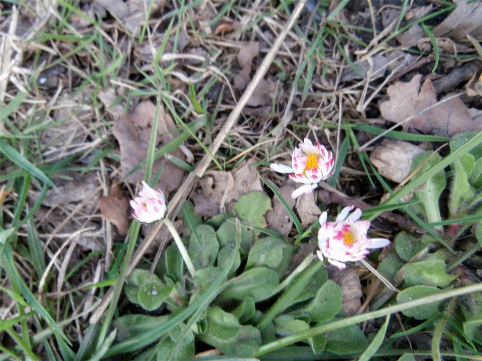 daisy flower (Germany Spring 2014]