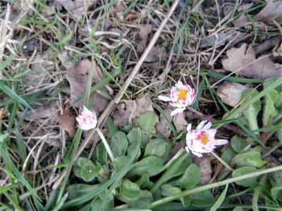 daisy flower (Germany Spring 2014]