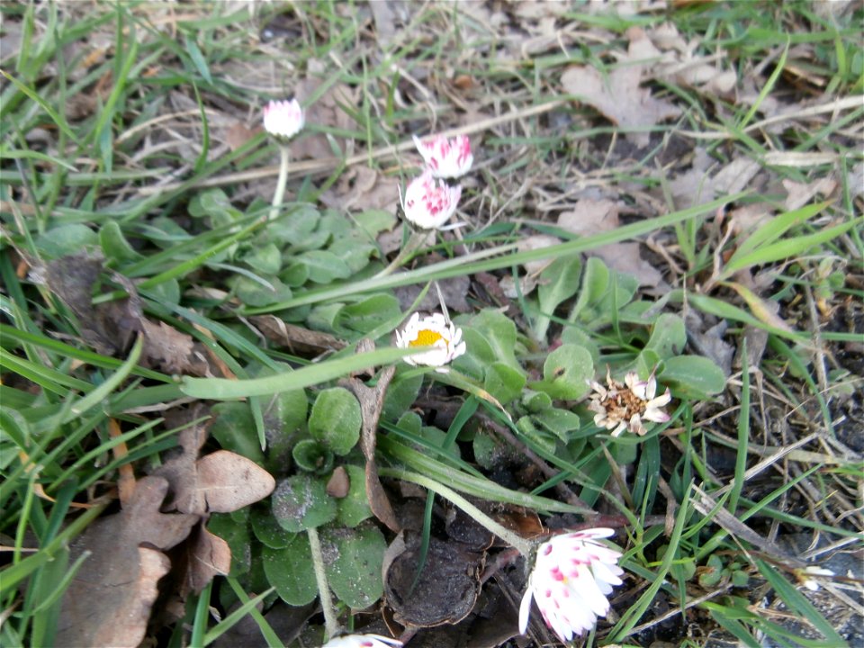 daisy flower (Germany Spring 2014]