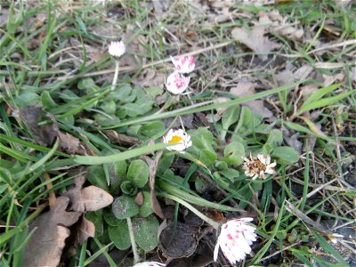 daisy flower (Germany Spring 2014] photo