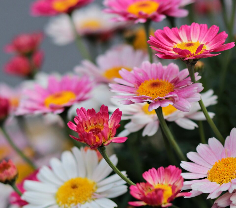 Summer floral daisies