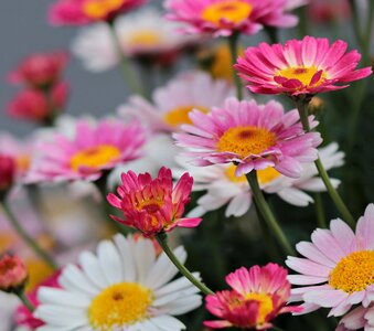 Summer floral daisies
