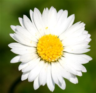 An English daisy found growing in the grass photo